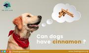 Can Dogs Have Cinnamon